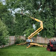 Best Palm Tree Trimming  in Clarion, IA