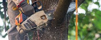 Best Tree Removal  in Clarion, IA