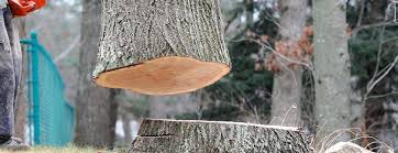 Best Tree Cabling and Bracing  in Clarion, IA