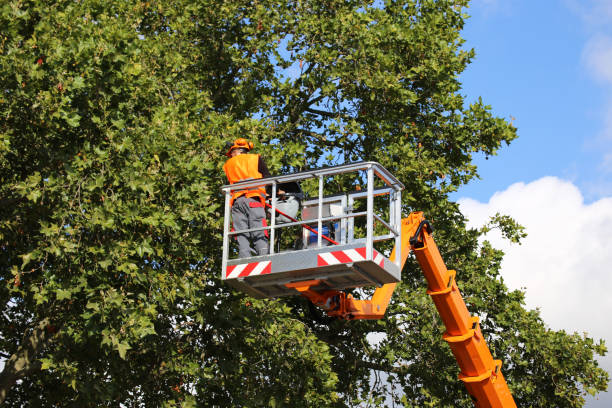 How Our Tree Care Process Works  in  Clarion, IA