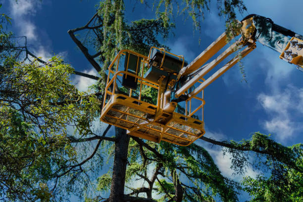 Best Aeration Services  in Clarion, IA