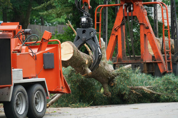 Best Lawn Drainage Solutions  in Clarion, IA